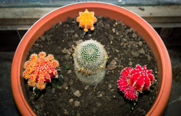 Eco-Friendly Home Decor: Sustainable Style for a Greener Future